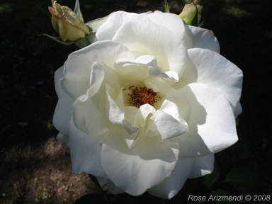 White Rose