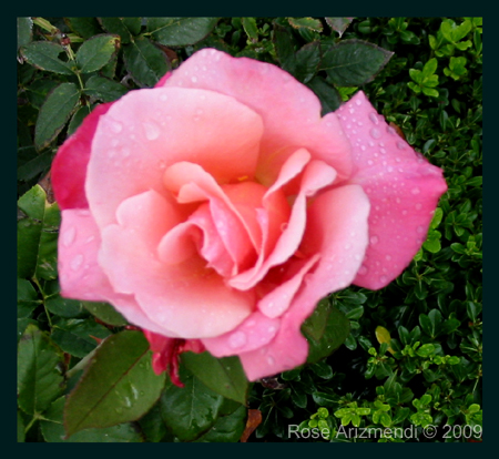 Raindrops on Roses