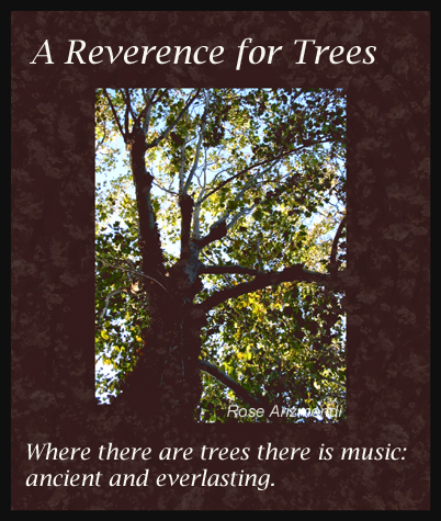 Reverence For Trees