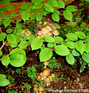 Family of mushrooms