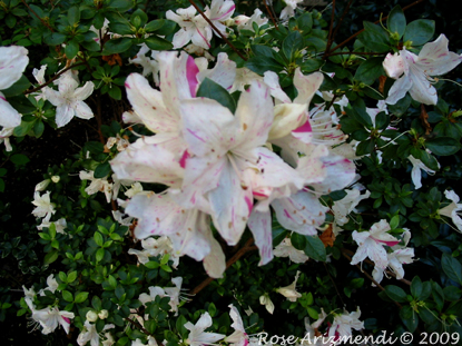 Springtime Flowers