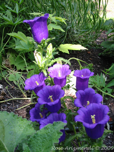 Garden Flowers