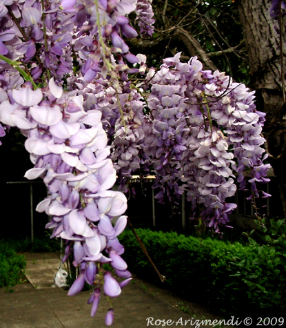 Wisteria