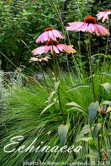 Echinacea