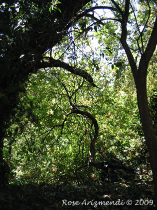 Creekside Tree