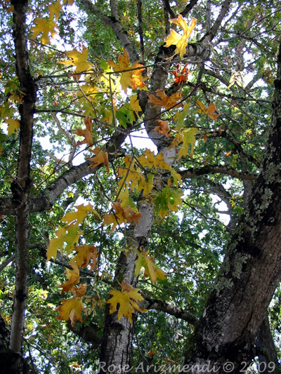 Fall Leaves